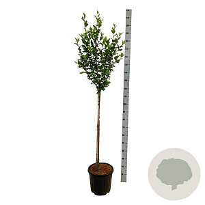 Hibiscus syr. 'Woodbridge' 90 cm stam 15L