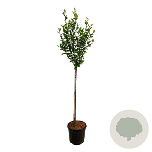 Hibiscus syr. 'Woodbridge' 90 cm stam 15L