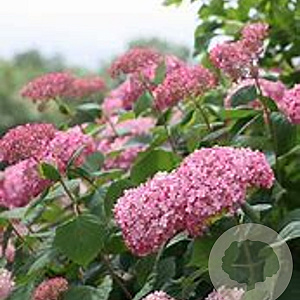 Hydrangea arborescens 'Invincibelle Spirit' 25-30 cm 3,5L