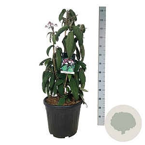 Hydrangea asp. 'Macrophylla' 80-100 cm 30L extra