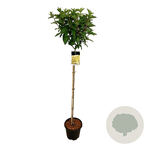 Hydrangea pan. Candlelight 120 cm stam 15L