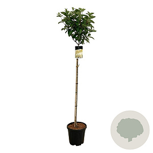 Hydrangea pan. Candlelight 120 cm stam 15L