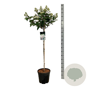 Hydrangea pan. Early Harry 90 cm stam 15L