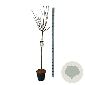 Hydrangea pan. 'Polar Bear' 120 cm stam 15L