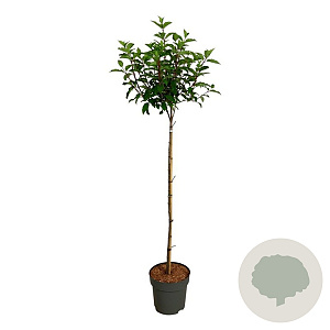 Hydrangea pan. Vanille-Fraise 120 cm stam 15L