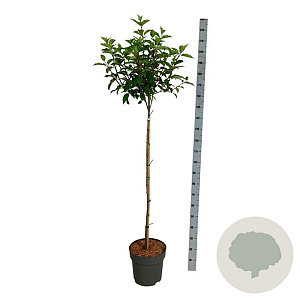 Hydrangea pan. Vanille-Fraise 120 cm stam 15L