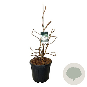 Hydrangea querc. 'Alice' 60-80 cm 30L extra