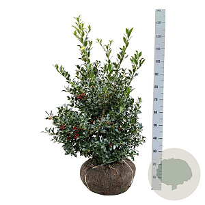 Ilex aq. 'Alaska' 80-100 cm met kluit extra