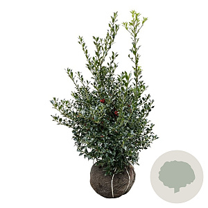 Ilex aq. 'Alaska' 100-125 cm met kluit extra