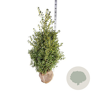 Ilex aq. 'Alaska' 125-150 cm met kluit extra