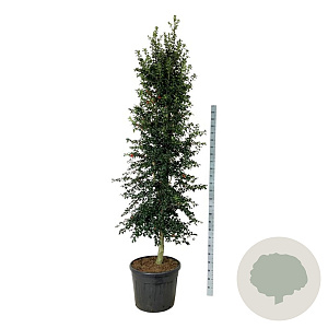 Ilex aquipernyi Dragon Lady 225-250 cm cont. 90L extra