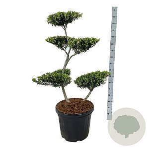 Ilex crenata 'Green Hedge' 100-125 cm cont. 55L bonsai