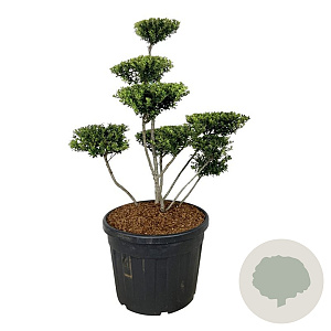 Ilex crenata 'Green Hedge' 100-125 cm cont. 90L bonsai