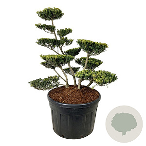 Ilex crenata 'Green Lustre' 100-125 cm cont. 230L bonsai