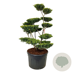 Ilex crenata 'Green Lustre' 150-175 cm cont. 230L