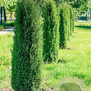 Juniperus comm. 'Compressa' 50-60 cm 15L