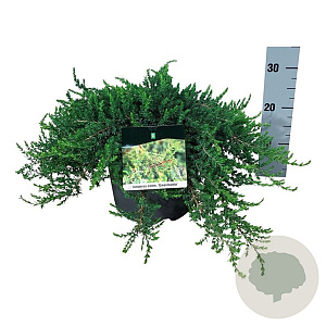 Juniperus comm. 'Greenmantle' 40-50 cm 6L