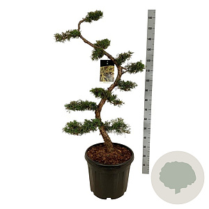Juniperus pfitzeriana 125 cm cont. 55L bonsai
