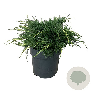 Juniperus pf. 'Pfitzeriana Aurea' 30-40 cm 6,5L