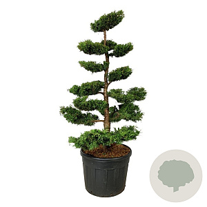 Juniperus pf. 'Pfitzeriana Aurea' 150-175 cm cont. 130L bonsai