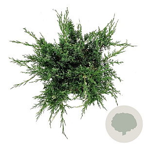 Juniperus pf. 'White Splash' 30-40 cm 6,5L