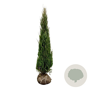 Juniperus s. 'Blue Arrow' 200-225 cm met kluit extra