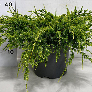 Juniperus squamata 'Holger' 40-50 cm 5,0L