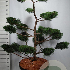 Juniperus virg. 'Grey Owl' 150-175 cm cont. 130L bonsai