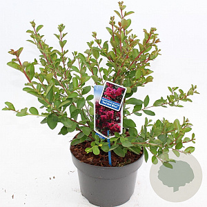 Lagerstroemia i. Red Red Wine 50-60 cm 5,0L