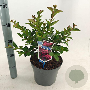 Lagerstroemia i. Red Red Wine 50-60 cm 5,0L