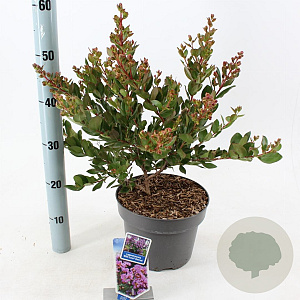 Lagerstroemia i. With Love Eternal 40-60 cm 5,0L