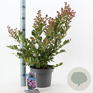 Lagerstroemia i. With Love Eternal 40-60 cm 5,0L
