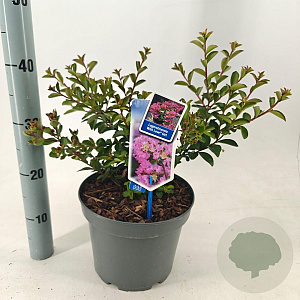 Lagerstroemia i. With Love Girl 40-60 cm 5,0L