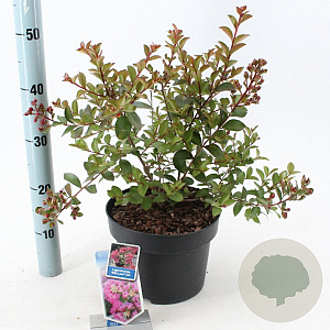 Lagerstroemia i. With Love Girl 40-60 cm 5,0L