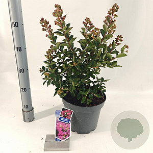 Lagerstroemia i. With Love Girl 40-60 cm 5,0L