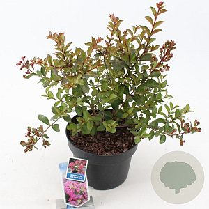 Lagerstroemia i. With Love Girl 40-60 cm 5,0L