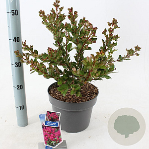Lagerstroemia i. With Love Kiss 30-40 cm 5,0L