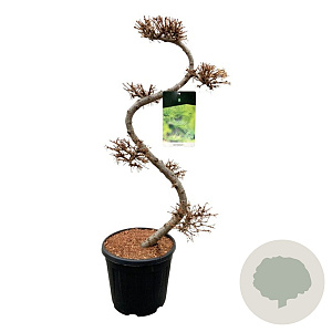 Larix kaempferi 80 cm 15L bonsai