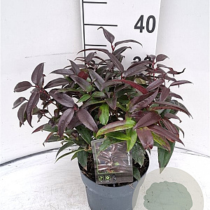 Leucothoe Carinella 30-40 cm 2,0L
