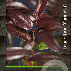 Leucothoe Carinella 30-40 cm 2,0L