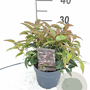 Leucothoe Carinella 30-40 cm 2,0L