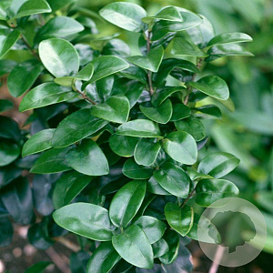 Ligustrum japonicum 'Rotundifolium' 20-25 cm container C2,5