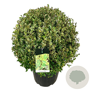 Ligustrum oval. 'Aureum' 70-80 cm 50L bol extra