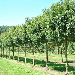 Acer campestre 'Anny's Globe' 12-14 cm 35L 225 cm stam