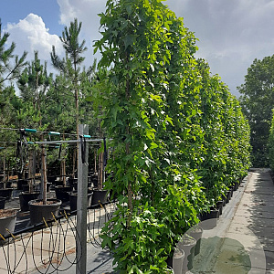 Liquidambar s. 'SlenderSilhouette' 10-12 HO container geveerd