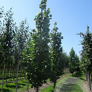 Liriodendron t. 'Fastigiatum' 6-8 HO draadkluit geveerd