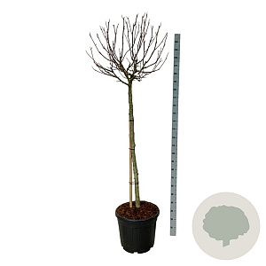 Magnolia 'Butterflies' 120 cm stam cont. 55L extra