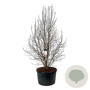 Magnolia loebneri 'Merrill' 250-300 cm cont. 285L solitair