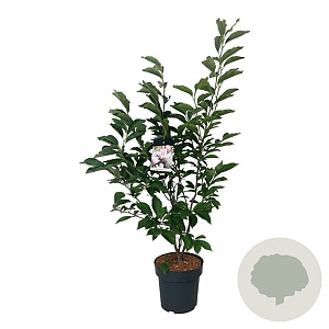 Magnolia soulangeana 125-150 cm 15L