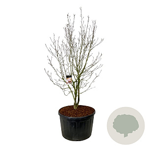 Magnolia soulangeana 225-250 cm cont. 285L solitair